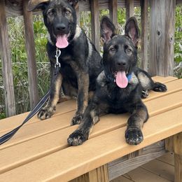 German Shepherd Puppies from Key Star German Shepherds