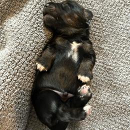 B1 - Black and cream male Dachshund puppy in Harpers Ferry, West Virginia from Brandie Kelley
