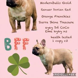 Camille - French Bulldog