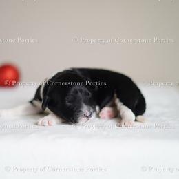Carol - Black and white female Portuguese Water Dog puppy in Brookville, Ohio from Cornerstones Porties