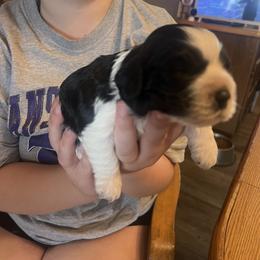 Holstein - Black and white female Cockapoo puppy in Wellington, Kansas from Brian’s Puppies