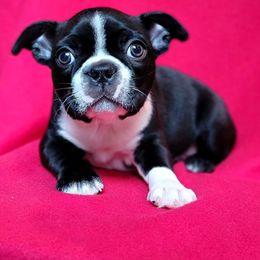 Bentley (Lux) - Seal and white Boston Terrier puppy in New Hampshire from Punk Kennels