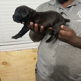 Cane Corso Puppies from Double C Cane Corso Kennel