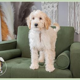 Langstrom - Red male Bernedoodle puppy in Connersville, Indiana from Deaz Doodle Ranch