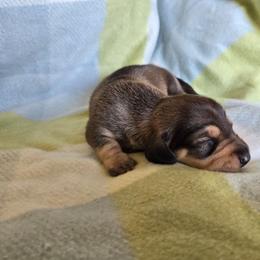 Wild Boar - Wild boar and cream male Dachshund puppy in Great Falls, Montana from Green Dragon Kennel