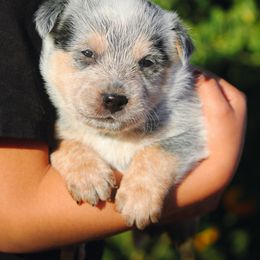 Australian Cattle Dog Puppies from Impact 3rd Australian Cattle Dogs