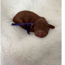 Daisy - Red  female Poodle puppy in Missouri from Midwest Miniature Poodles