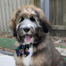 "Red" Bernedoodle All Grown Up from So In Doodles