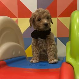 Mr. Black - Cream male Goldendoodle puppy in Blue Springs, Missouri from Farmstead 51