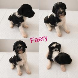 Faery - Black and white female Cavapoo puppy in Blanchard, Oklahoma from Curly Q Cavapoos