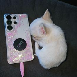 Puppy 3 - Cream and white male Chihuahua puppy in Springfield, Missouri from Casadelopez Tails