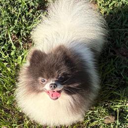Cash - Pomeranian