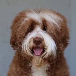 Ginger - Australian Labradoodle