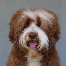 Ginger - Australian Labradoodle