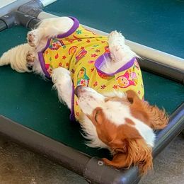 Fea - Dachshund
