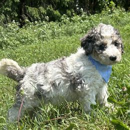 Grey tricolor - Tri-color male Bernedoodle puppy in Grant, Michigan from Jules’ Bernedoodles