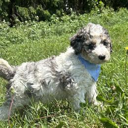 Grey tricolor - Tri-color male Bernedoodle puppy in Grant, Michigan from Jules’ Bernedoodles