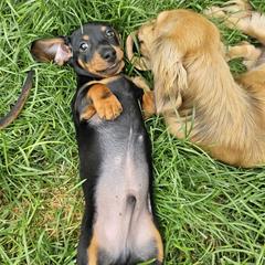 Dachshunds from Michael's Dachshunds