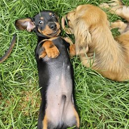 Dachshunds from Michael's Dachshunds