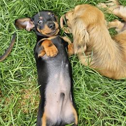 Dachshunds from Michael's Dachshunds