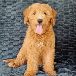 Legolas - Red  male Goldendoodle puppy in Pittsburg, Texas from Grace Springs Goldendoodles
