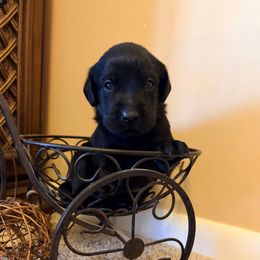 Tate - Black male Labrador Retriever puppy in Richfield, Utah from Stormy River Retrievers