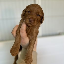 Goldendoodle Puppies from Summer Sun Doodles