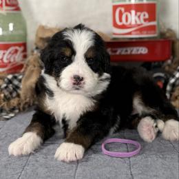Purple girl - Tri-color female Bernedoodle puppy in Waukesha, Wisconsin from Bernedoodle Boutique (and Cavapoos)