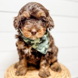 Wilson - male Australian Mountain Doodle puppy in Sharpsburg, Georgia from Steindoodles