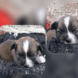 Ezra - Sable female Pembroke Welsh Corgi puppy in Charleroi, Pennsylvania from Twilight Hollow Corgis