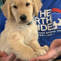 Teal Male is available - Golden male Golden Retriever puppy in Yuba City, California from Family Loved Golden Retrievers