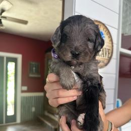 Purple - Merle female Bernedoodle puppy in Cedar Springs, Michigan from Pecks Oodle Doodles