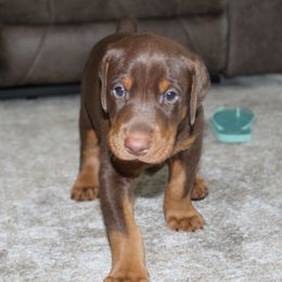 Doberman Pinscher Puppies from Franklin Dobermans