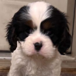 Daisy - Girl 1 - Cavapoo puppy from Clark Hill Farm