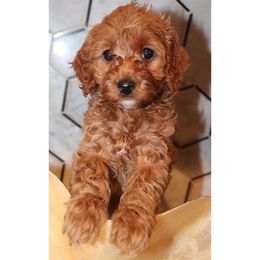 Faith - Cockapoo puppy in Drexel Hill, Pennsylvania from Paws of Abundance