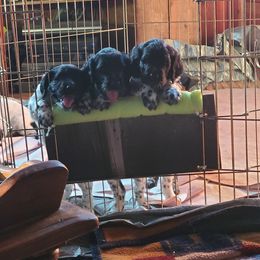 Large Münsterländer Puppies from CheddArris Kennel