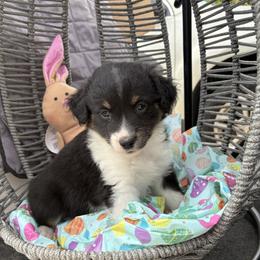 Flopsy - Black tri male Miniature Australian Shepherd puppy in Port Saint Lucie, Florida from Charlene Brannon's Mini Australian Shepherds