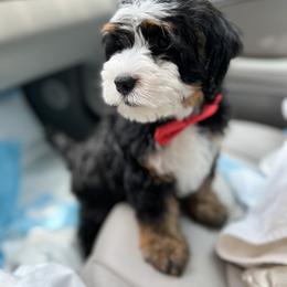 Bernedoodle, Goldendoodle, and Poodle Puppies from Teddy Doodles & Standard Poodles
