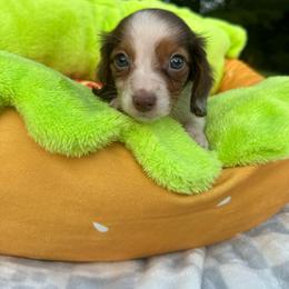 Hank - Piebald male Dachshund puppy in Wytheville, Virginia from Weenie Haven