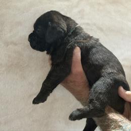 Green - Black brindle male Cane Corso puppy in Paris, Texas from Knucklehead Cane Corso