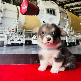 Poseidon - Gray and white male American Corgi puppy in Cocoa, Florida from Cascadian Space Coast Corgis LLC