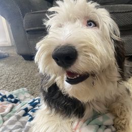 Old English Sheepdog Puppies from Heavinly Blessings Farm Pups - Old English Sheepdog Puppies