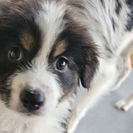 Charlie (Karina) - Australian Shepherd puppy from Ashe's Aussies