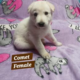 Comet (Brown) - White female German Shepherd puppy in Bedias, Texas from TiPi S Ranch's German Shepherds