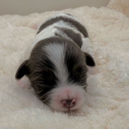 Girl 3 - Chocolate female Havanese puppy in Elkins, Arkansas from Havana Knights Havanese