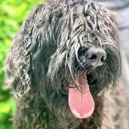 Odessa - Rehoming - Black female Black Russian Terrier puppy in Charleston, West Virginia from Louisov Kennel