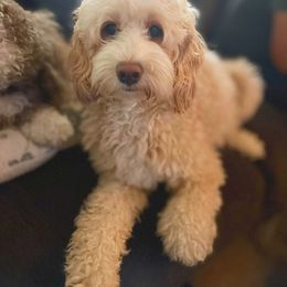 Piper - Australian Labradoodle