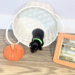 Dachshund Puppies from BooneDox Mini Dachshunds