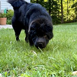 Echo - Chinese Shar-Pei