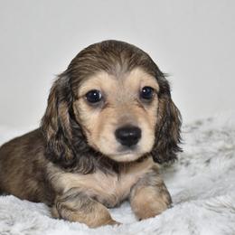 Shaded cream boy - Cream male Dachshund puppy in Seminary, Mississippi from Down South Mavericks Dachshunds